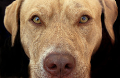 Photo Credit: Partsnpieces, Flicker CC license, 