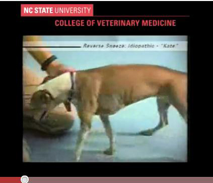 Description: http://www.speakingforspot.com/Images/vetvideo.jpg
